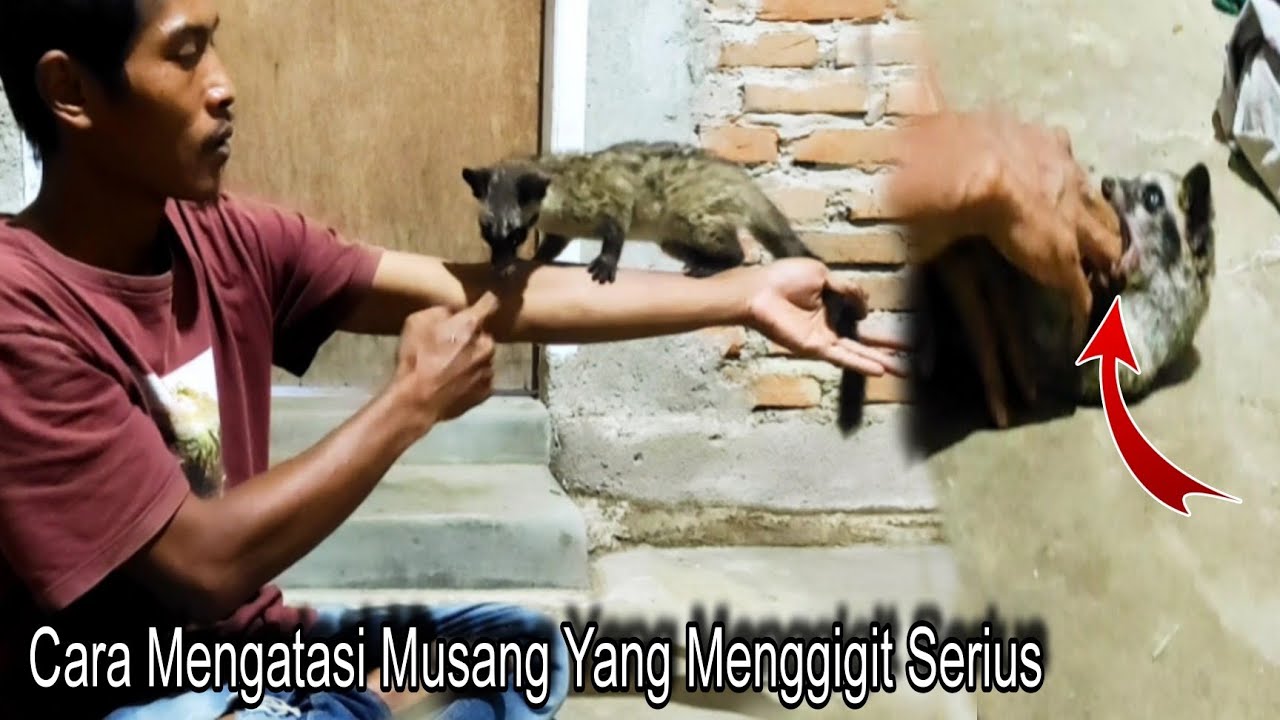Cara Mengatasi Musang Yang Suka Menggigit Serius / Musang Tidak Bisa Gigit Bercanda