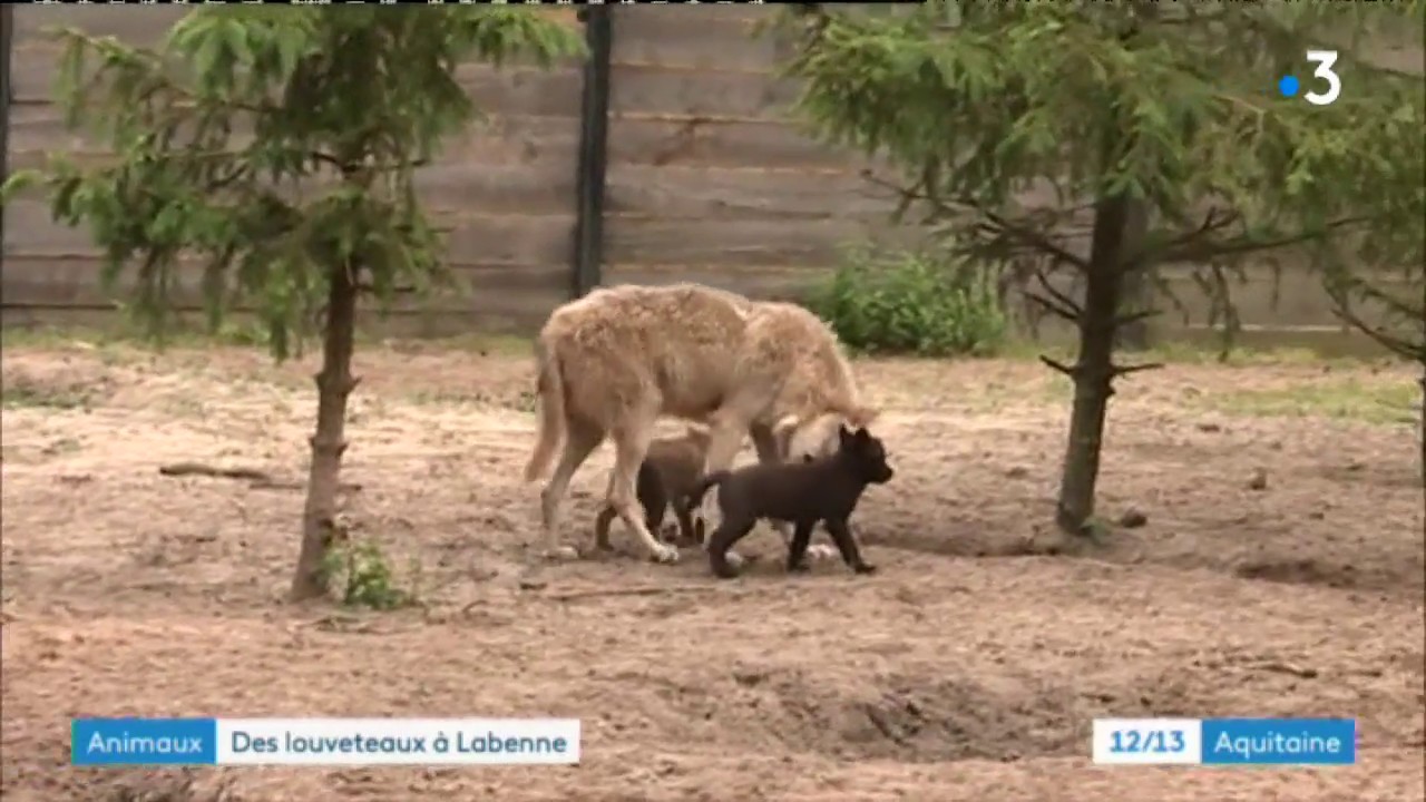 9 louveteaux sont nés au Zoo de Labenne (Landes)