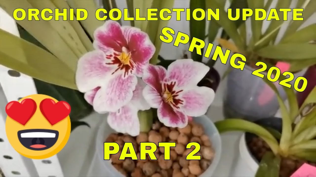 Orchid Collection Update  - Spring 2020 - Part 2