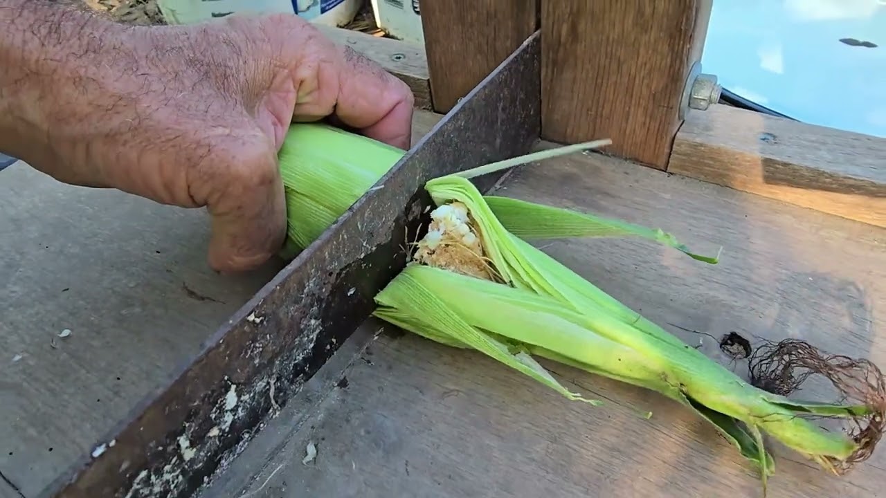 Sweet Corn vs Field Corn  TASTE TEST