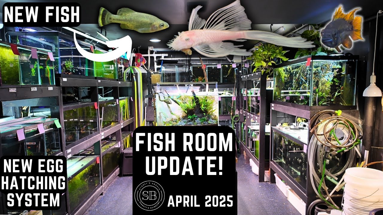 TROPICAL FISH ROOM UPDATE + NEW EGG HATCHING SYSTEM! (APRIL 2025)
