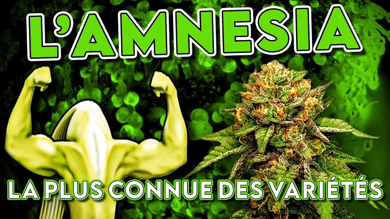 L'AMNESIA - HISTOIRE DE LA PLUS C&Eacute;L&Egrave;BRE DES VARI&Eacute;T&Eacute;S - STRAIN STORY #4