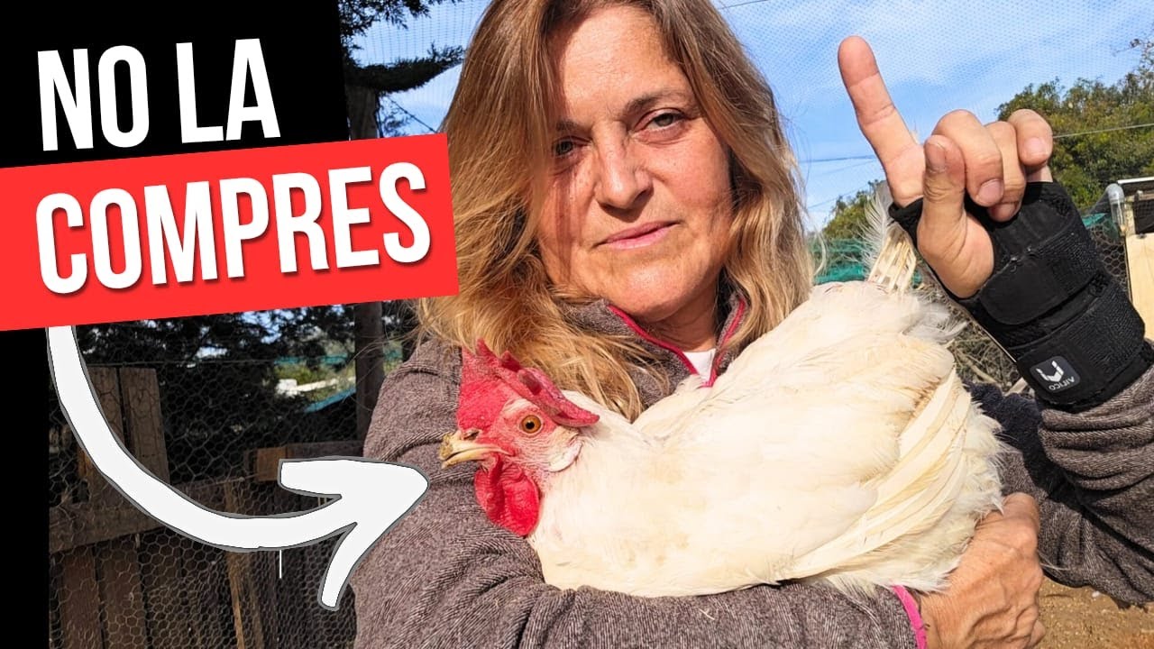 NI SE TE OCURRA COMPRARLA: Así NO debe ser una gallina ponedora 🐔