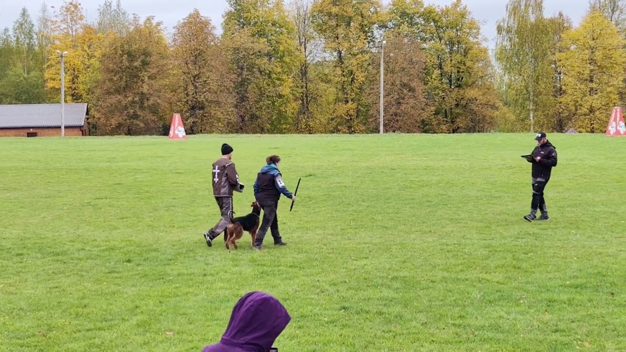 RED DOG IGP-3 (CACIT)' 2025 airedale terrier  Troublemaker Ralf vom Treffenwald C-90