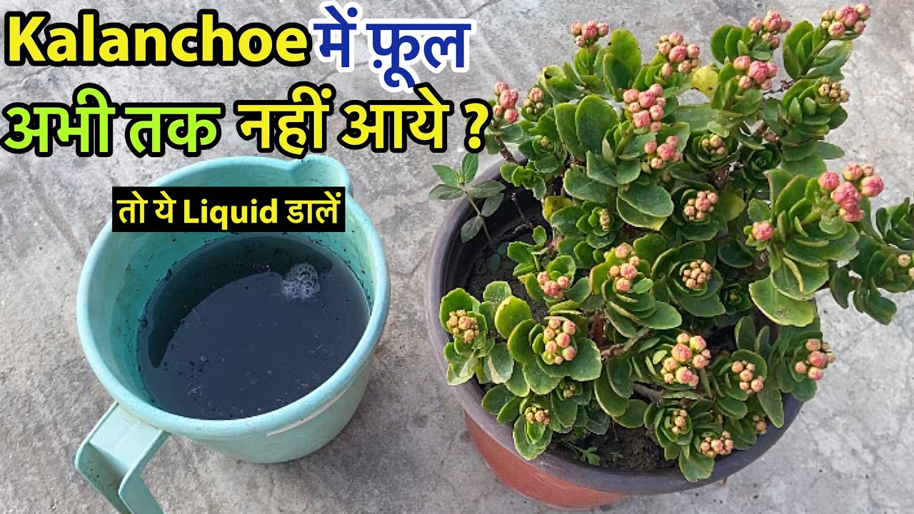 Kalanchoe में फ़ूल अगर नही आये तो डालें ये Simple Organic Liquid || Kalanchoe Care Tips ,Cuttings