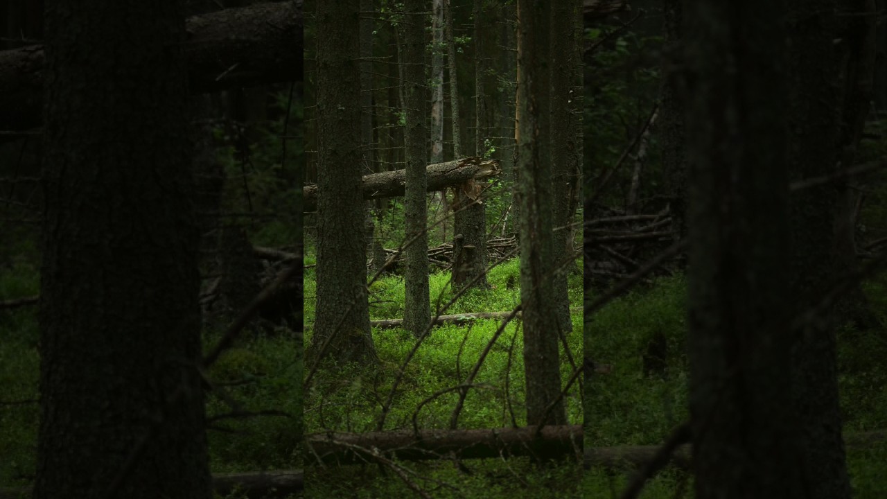 #oldtrees