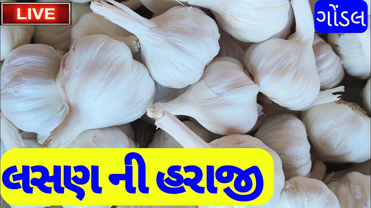 Gondal Garlic rate lahsun ka bhav 05/06/2023 Gondal market yard na bhav