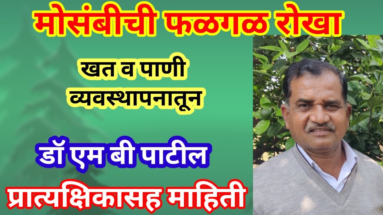 मोसंबी बागेचे खत व पाणी व्यवस्थापन प्रात्यक्षिकासह Sweet Orange Fertilizer and Water Management Demo