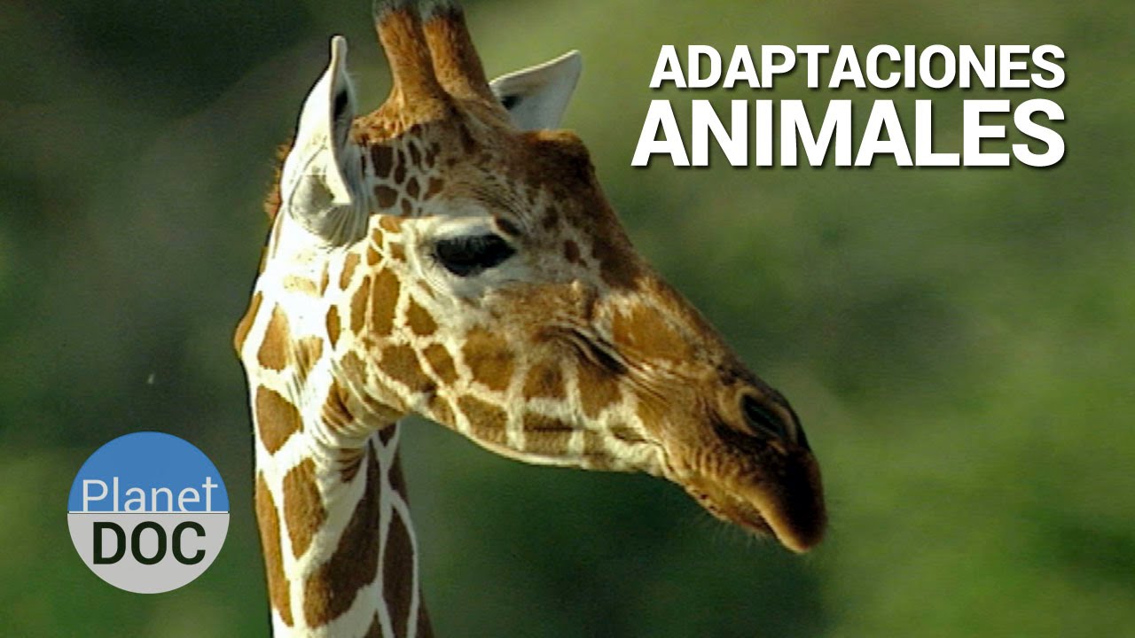 Shaba. Adaptaciones Animales | Naturaleza - Planet Doc