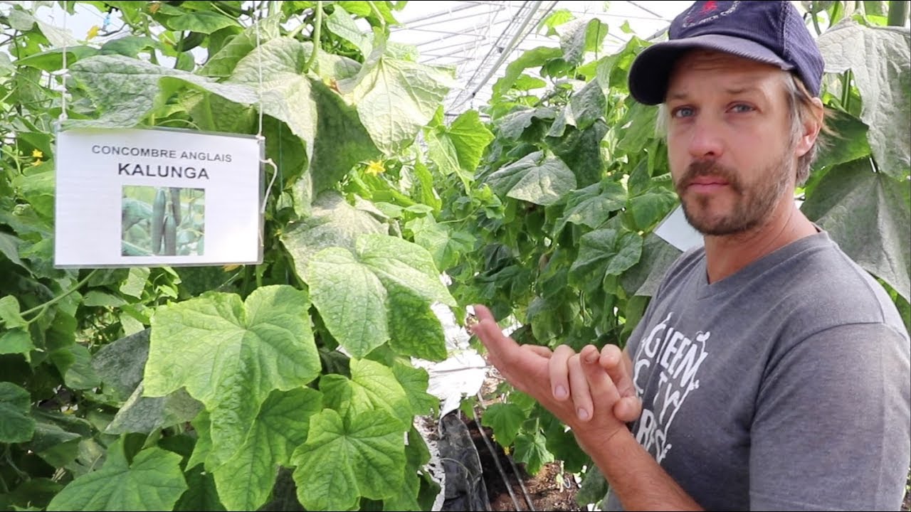 Maximizing Cucumber Yields with Greenhouse Heating Systems: Expert Tips from Jean-Martin Fortier
