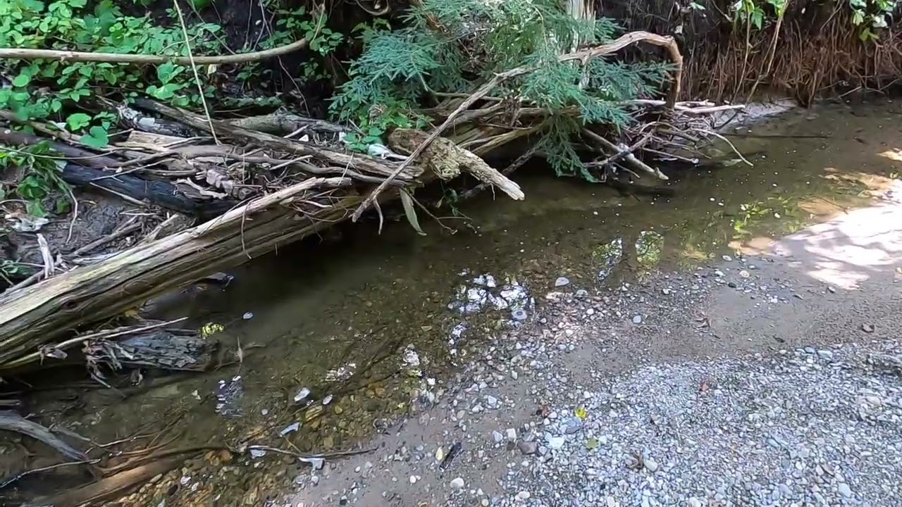 Summer forest walk