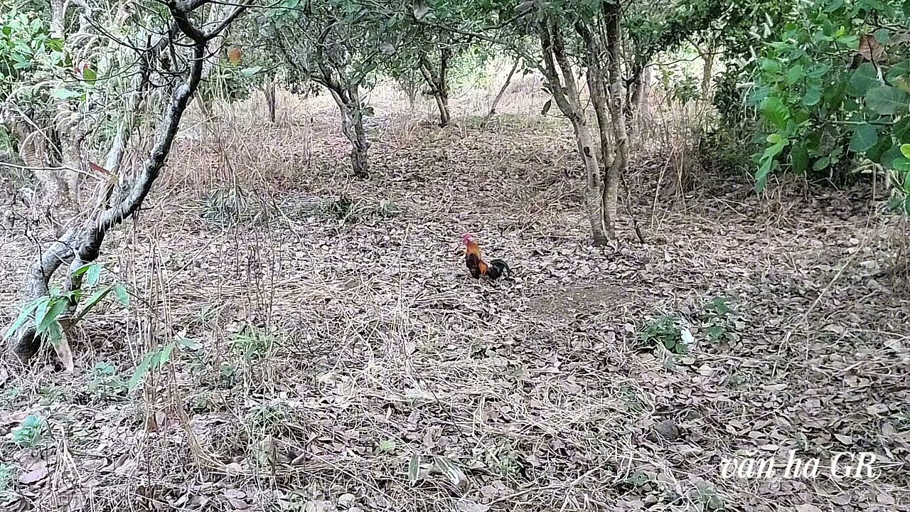 13/1/2026 kèo cực nhanh 5 phút