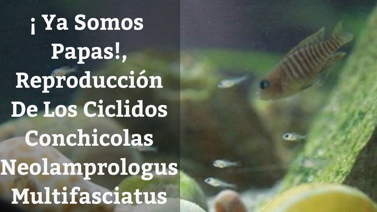 🔵 Reproducci&oacute;n De Los Ciclidos Conchicolas  Neolamprologus Multifasciatus Acuarios MB #pecesciclidos