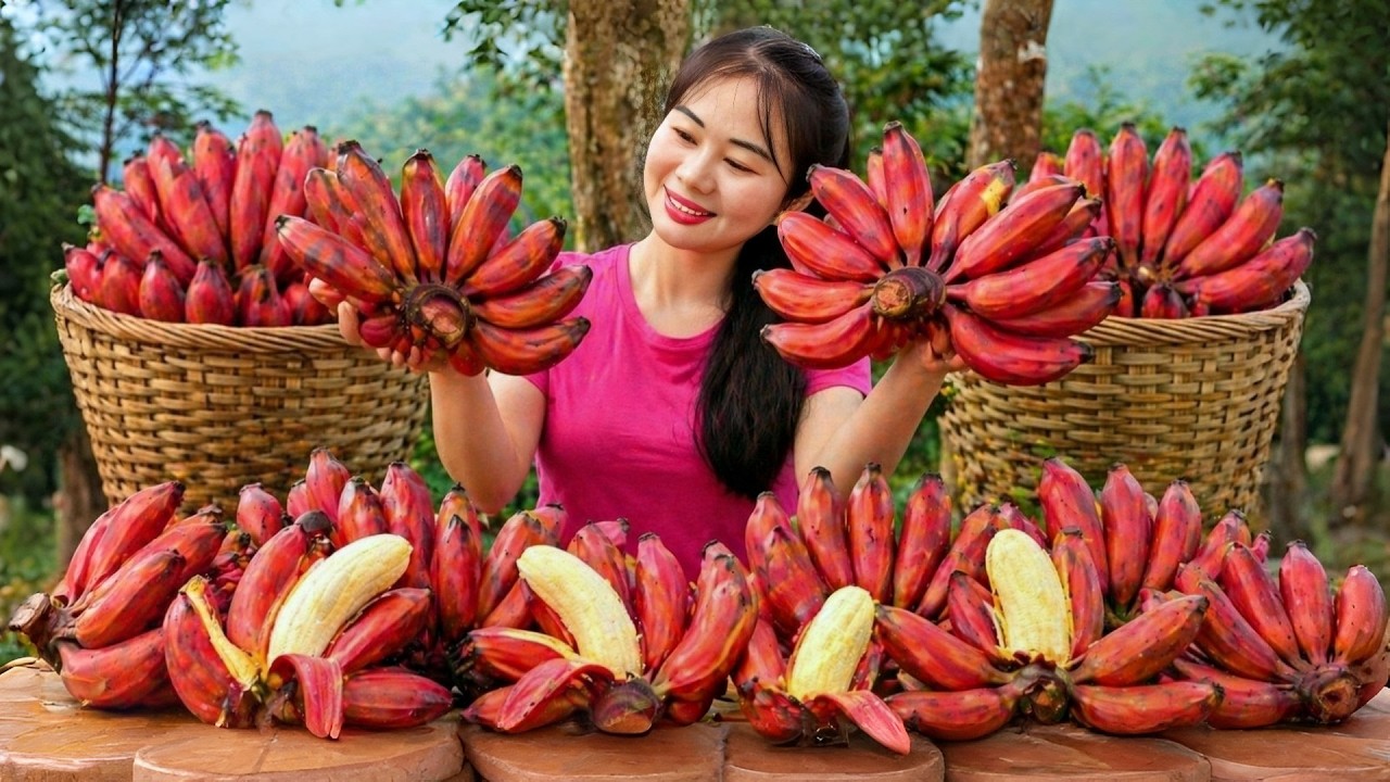 [TIMELAPSE] -- Harvesting Many Red Bananas - Amazing Fruits and Living Off Grid | Lisa Harvesting