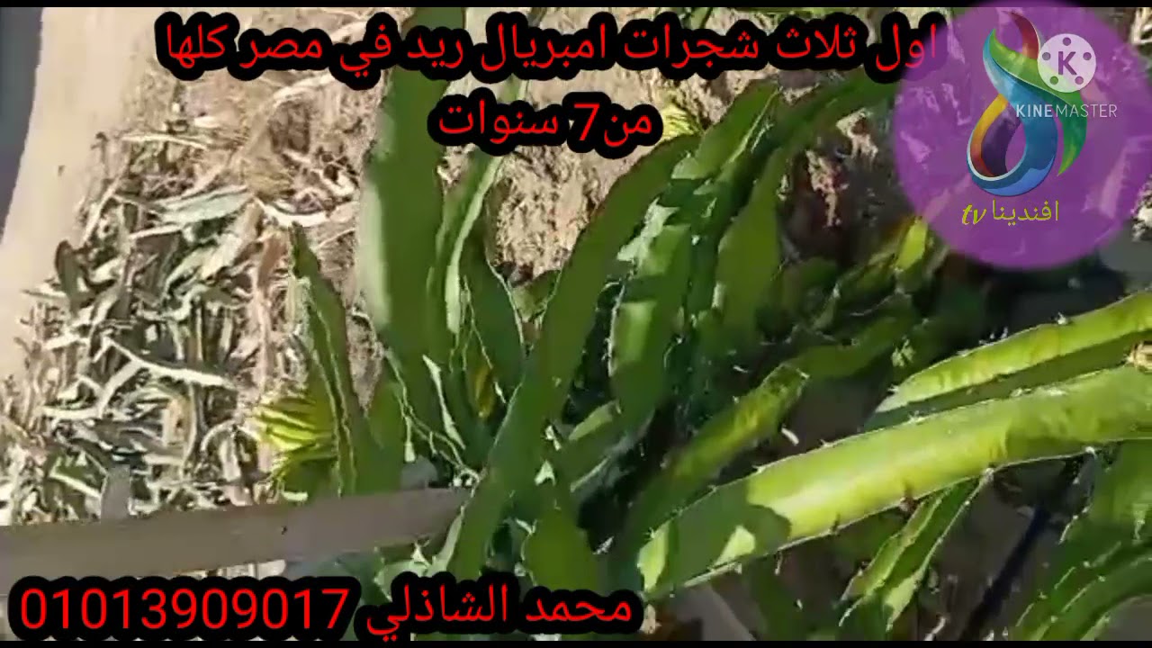 اول ثلاث شجرات امبريال ريد في مصر كلها.زرعو اكثر من 5 فدان .اعلي معدل انتاج في مصر والطعم رائع جدا