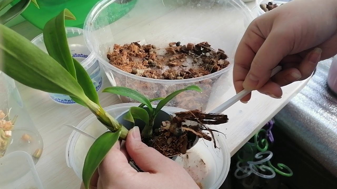 Дендрофаленопсис, уход и посадка🌺😍🌺😍🌺