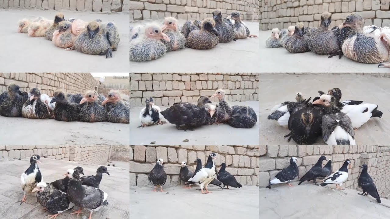 Kabutaron ka 5 chicks ki 1day growth || and after 45 days growth 