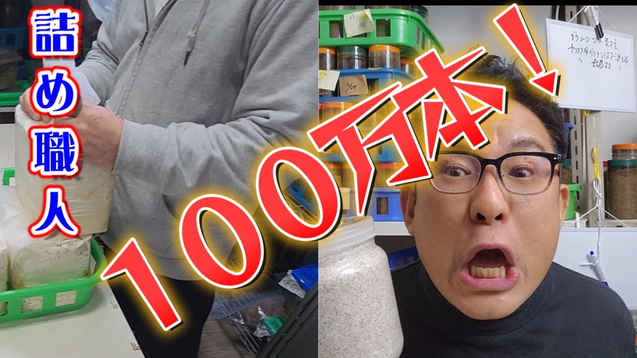 【くわがた飼育】菌糸ボトル１００万本詰めた人に菌床ボトルの詰め方のコツ聞いて詰めてもらいました！お手軽ヒラタケ植菌材の作り方もご紹介！
