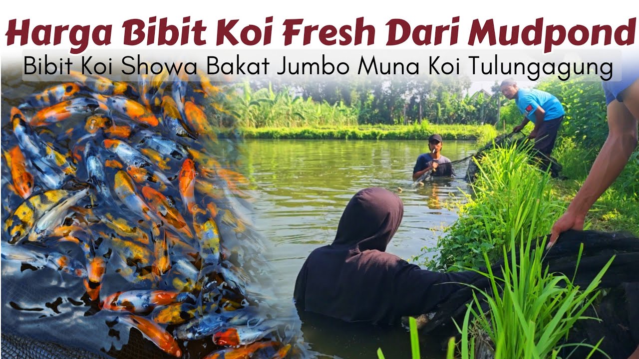 Proses Seleksi Ikan Koi Jenis Showa Sanshoku | Muna Koi Tulungagung