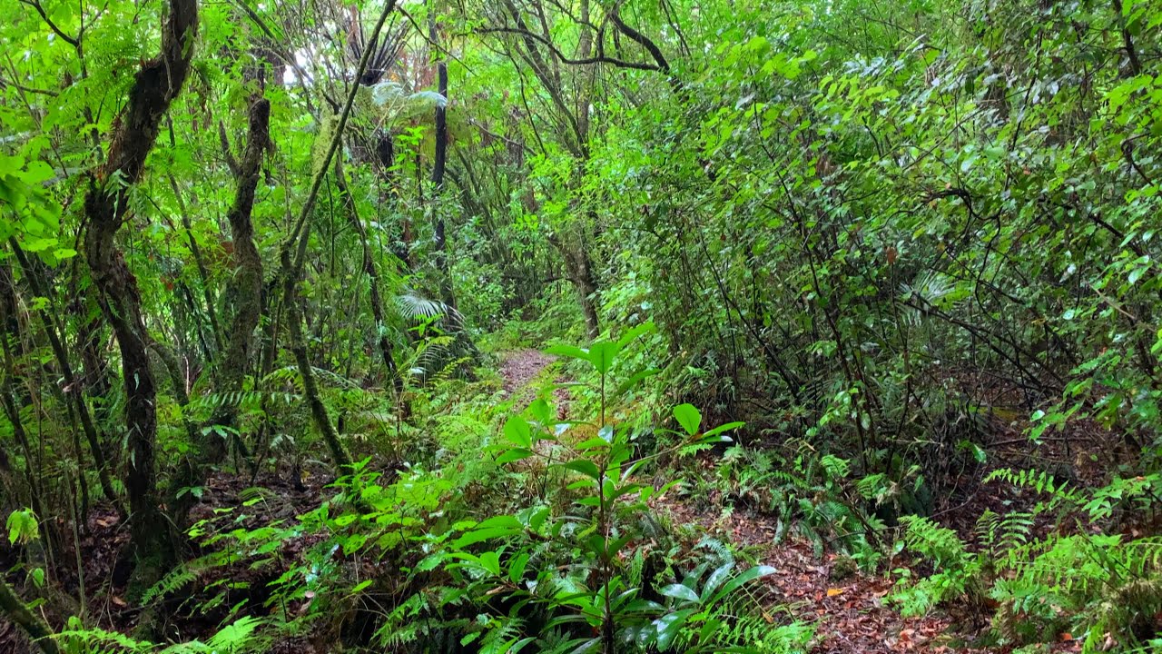 A Rainy day in the New Zealand Bush | 10hrs of Relaxing forest sounds for Sleep, Study or to Relax