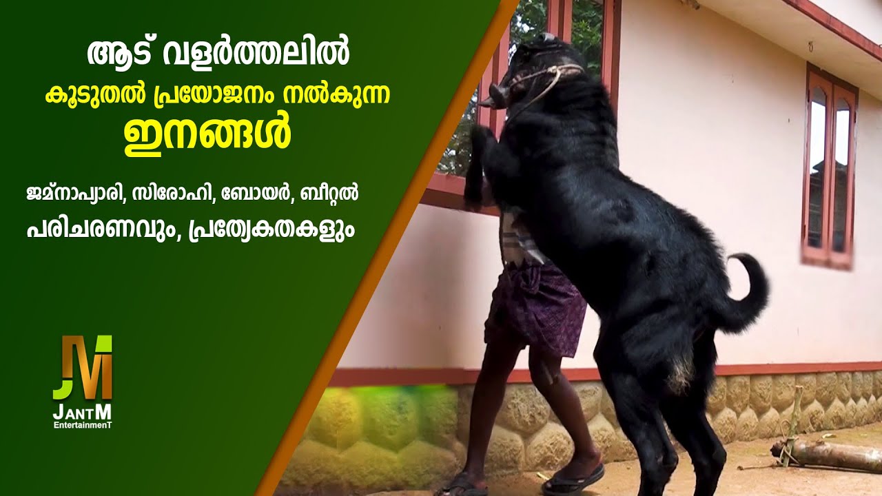 ആട് കൃഷിക്ക് പറ്റിയ ഇനങ്ങൾ 