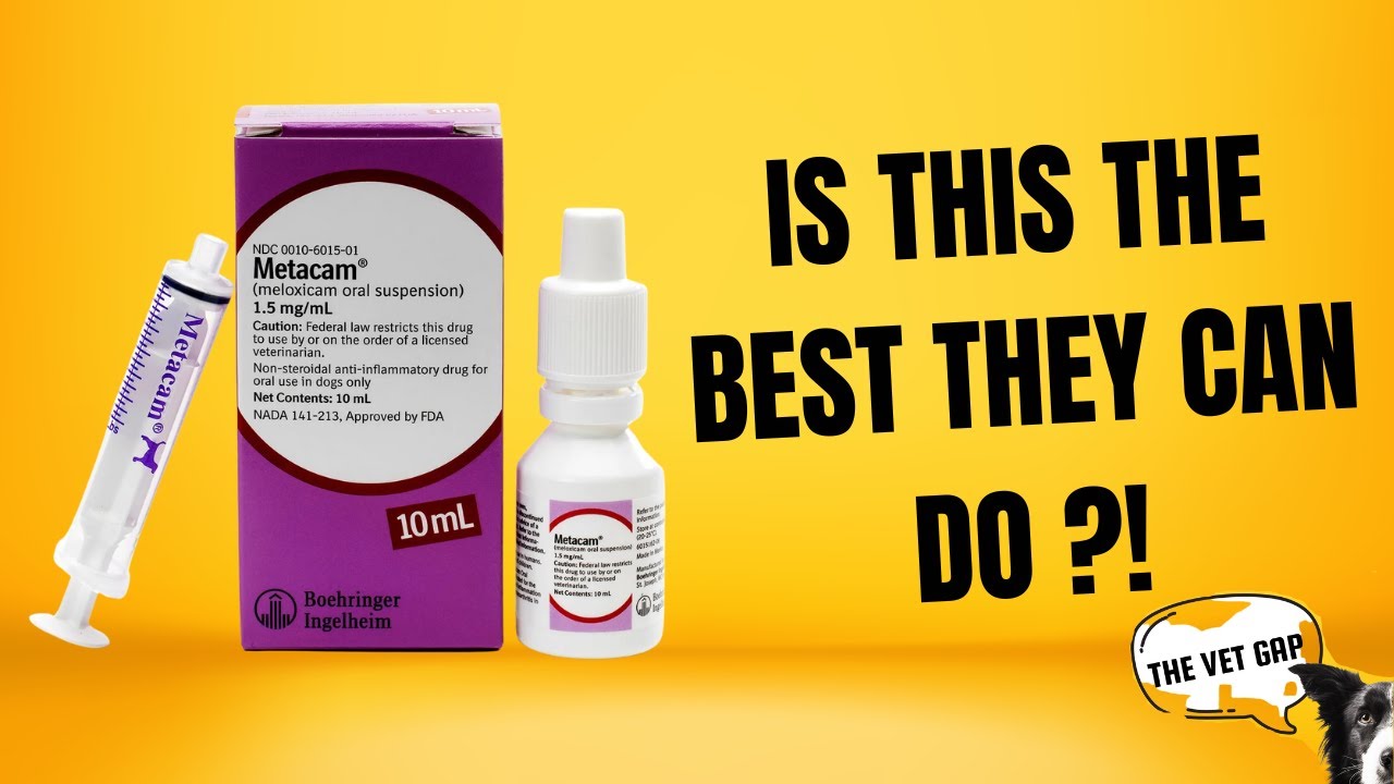 5 Pain Options Your Vet WON