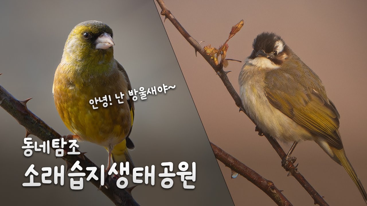 [자막] 탐조인 누구나 추천하는 소래습지생태공원 검은이마직박구리 방울새 #birdswatching #wildphotography #wildlife #산책 #탐조 #소래포구