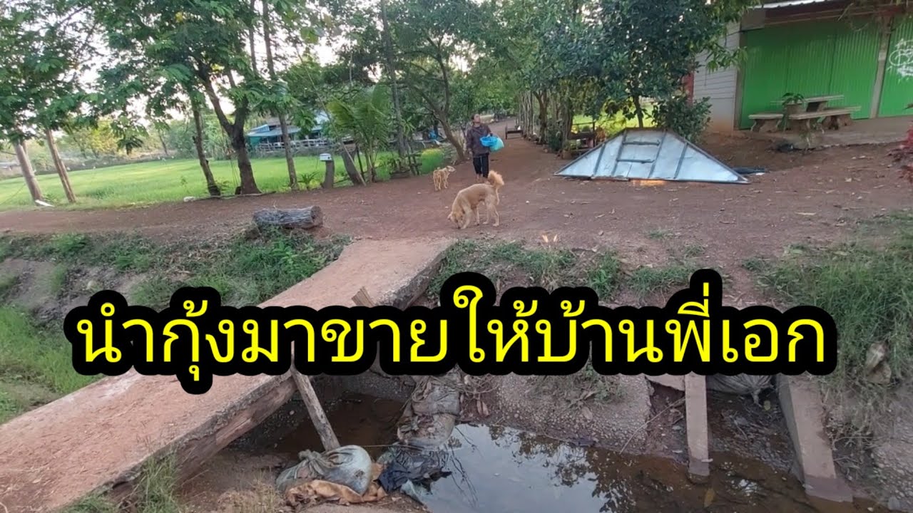 นำกุ้งมาขายบ้านพี่เอกอีกครั้งเขาสั่งเอาไว้#จิตอาสา 