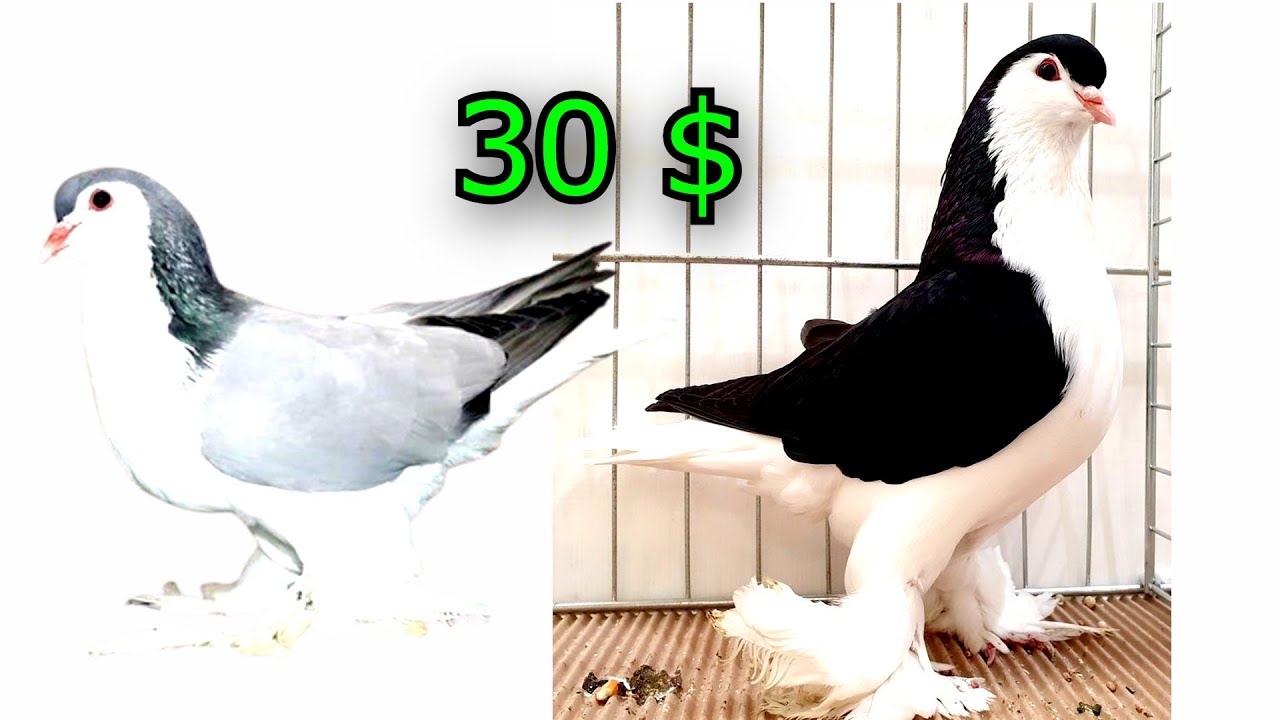 مزاد بيع طير حمام لاهور شرازي 30 دولار Pigeon auction nun pigeon with white tails