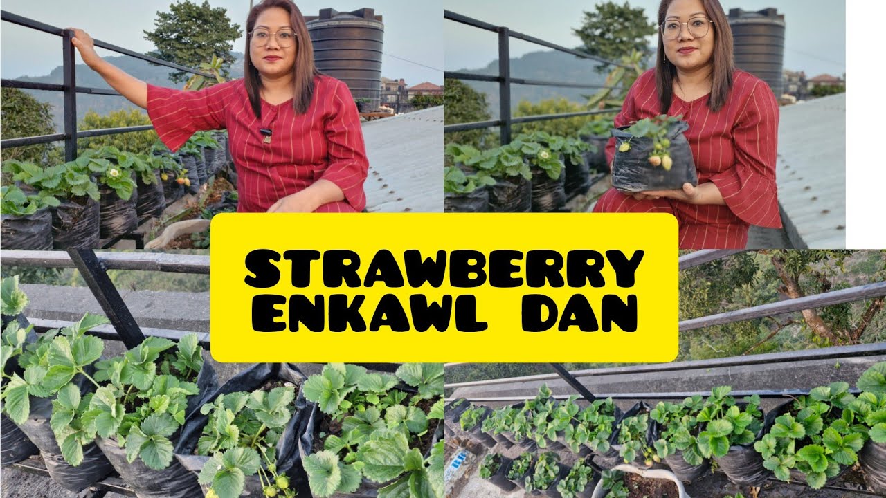 Strawberry ka enkawl dan Part IV🍓🍓🥰,an raipuar,par rah ve ta duah duah mai..🍓🍓