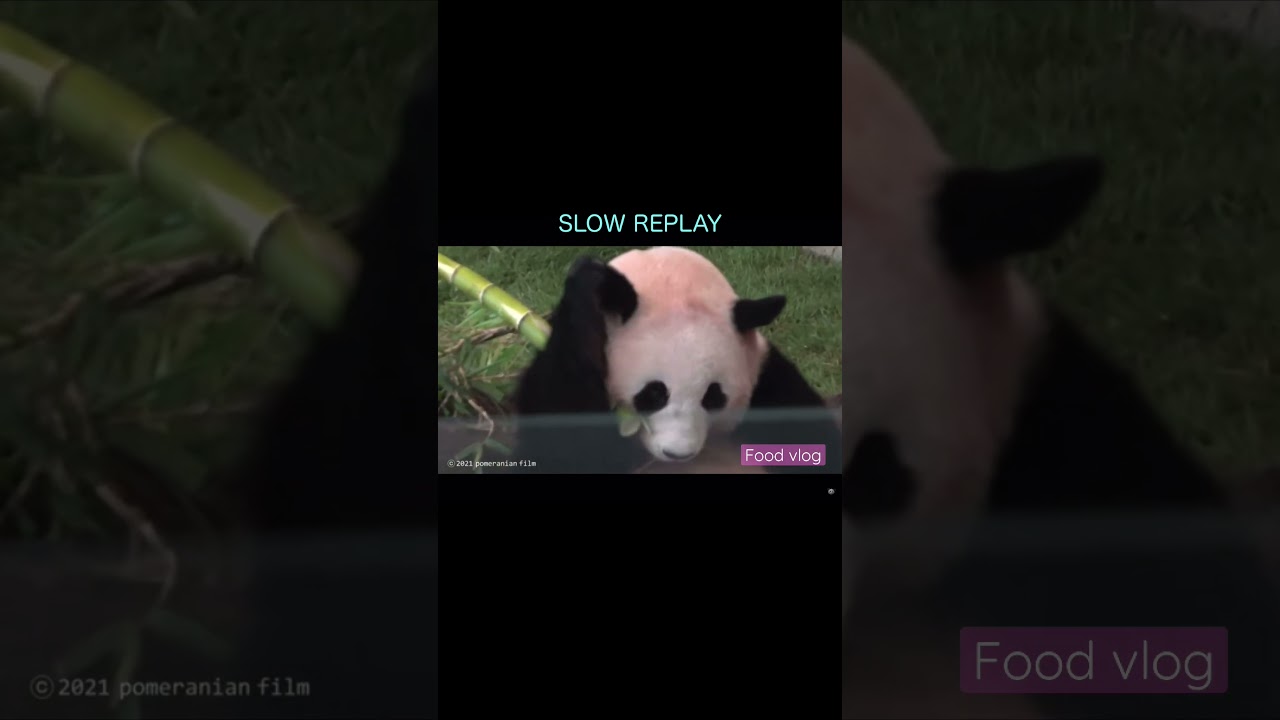 【🐼Food vlog🌸桜浜樱浜OUHINタケノコでお耳ボヨ〜ン】#shorts #桜浜 #樱浜 #ouhin #yingbang #パンダ #panda #大熊猫 #成都/ 📷4.Jun.2021