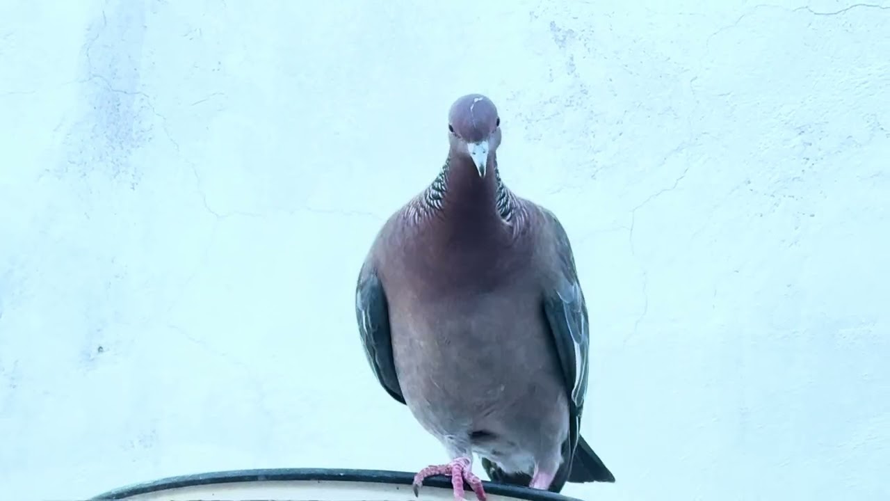 PALOMA TURCA 🌻 PALOMITA TORCAZA #avesargentinas #aveslibres #birdslovers 