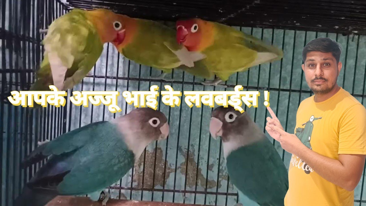 Mere setup ke Kuch Loverbirds ! | Ajju Bhai - Pet Guru | Ahmedabad