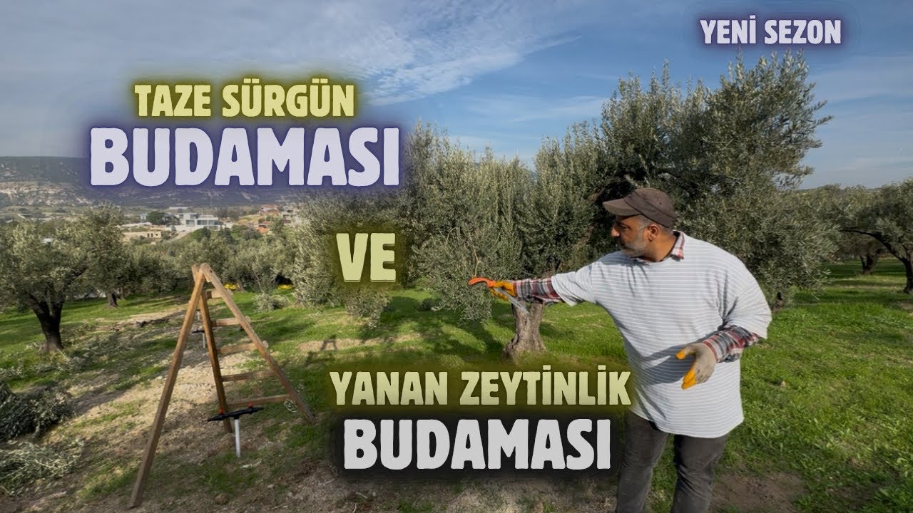 Yeni Çıkan Sürgünlere Yön Budaması Nasıl Yapılır? Yeni Sezonun İlk Budaması✅