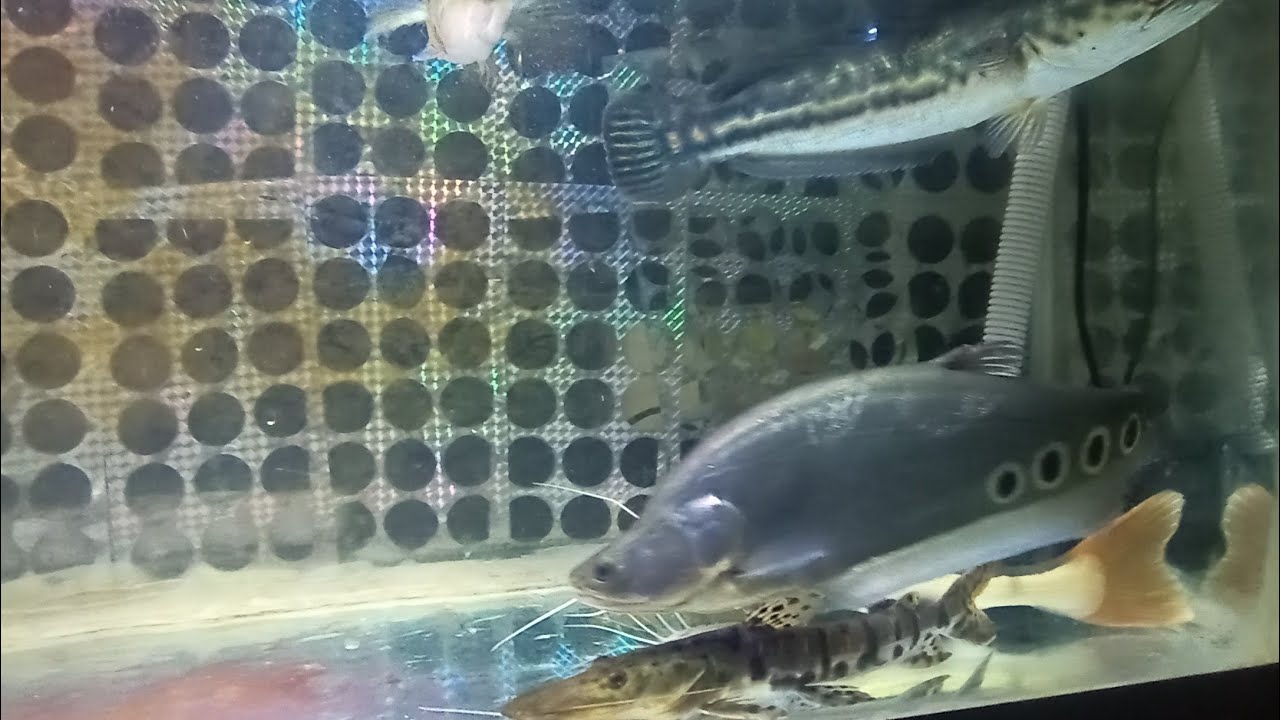 IKAN IKAN PREDATOR #9