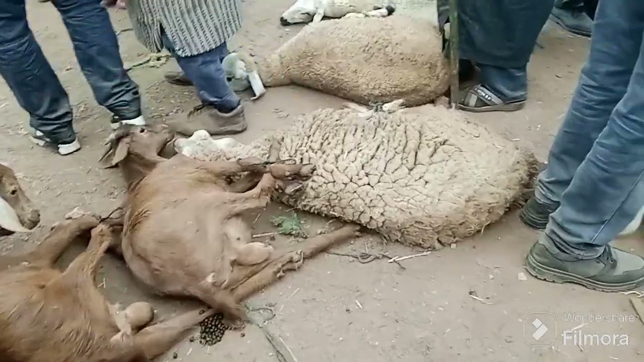 السلام عليكم بشيت لسوق سيدي بطاش في الخميس بشيت نشوف الاسعار ديال الماعز والاسعار طالعة 😘😍😍