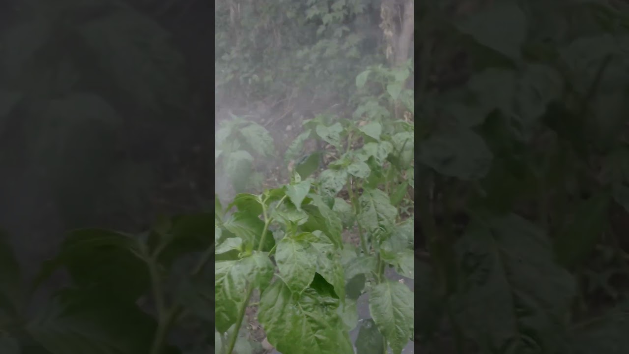 BONANG RS DAN SERASI #cabe #rawit  #pertanian #bertani #farm #farming #farmer #farmersprotest