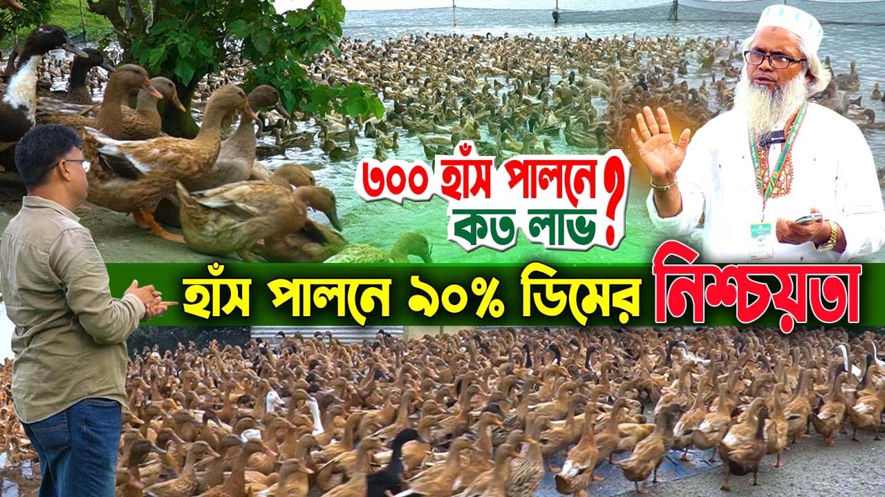 ডিমের হাঁস পালন করে মাসে কত আয়? ৯০% ডিমের গোপন রহস্য