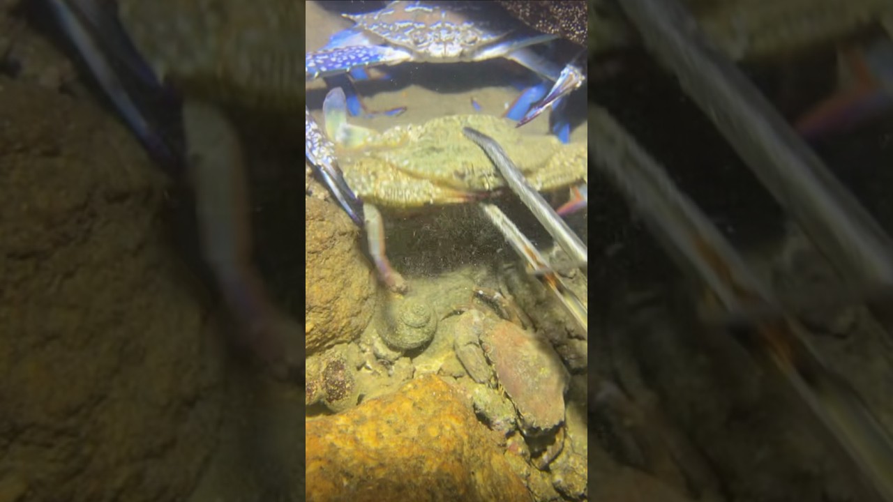 Deep sea forager | Lobster diving #lobsterdiving #oceanforaging #deepseaforager 159
