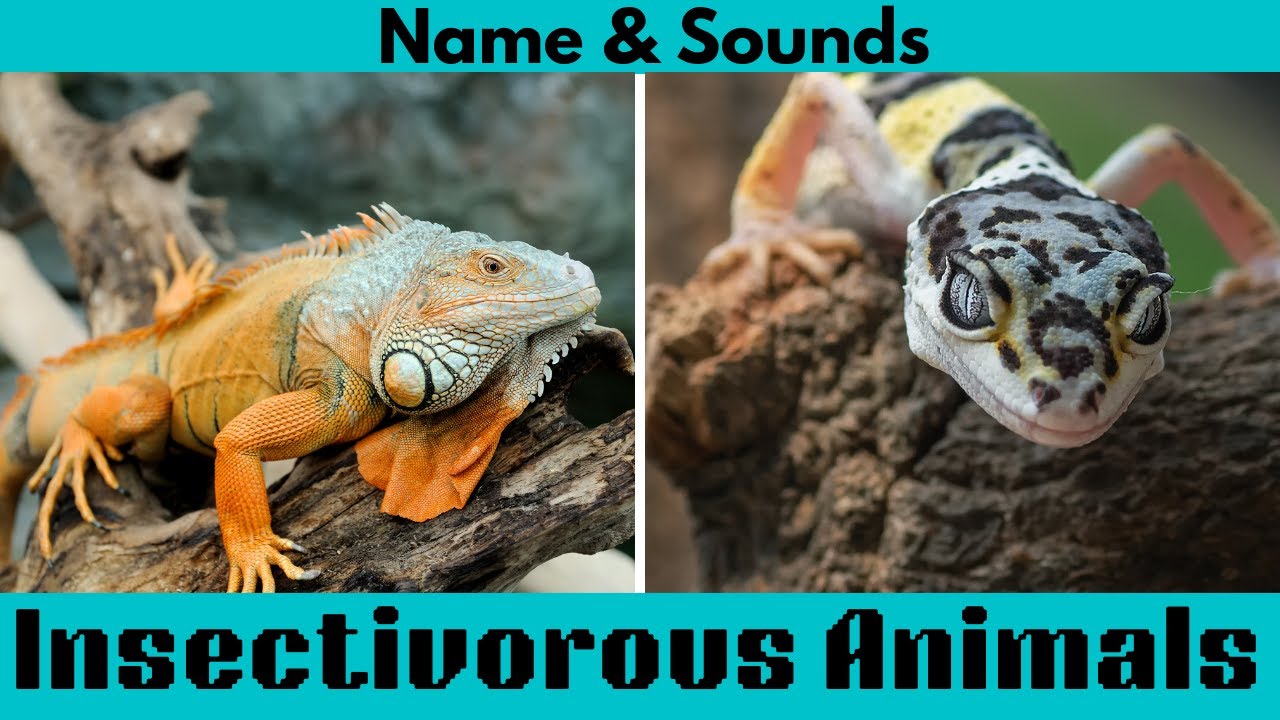 Insectivorous Animals For Children