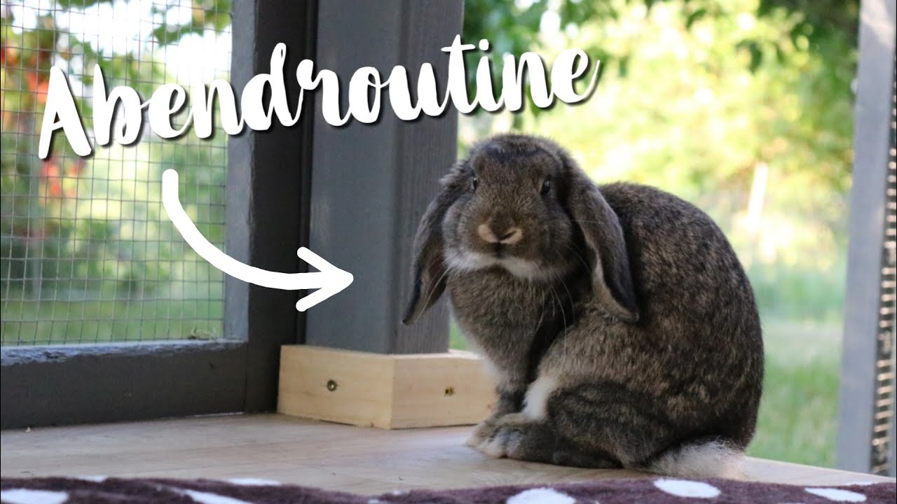 Daily ABENDROUTINE ⭐️🌌 bei den Kaninchen | Kaninchenstar