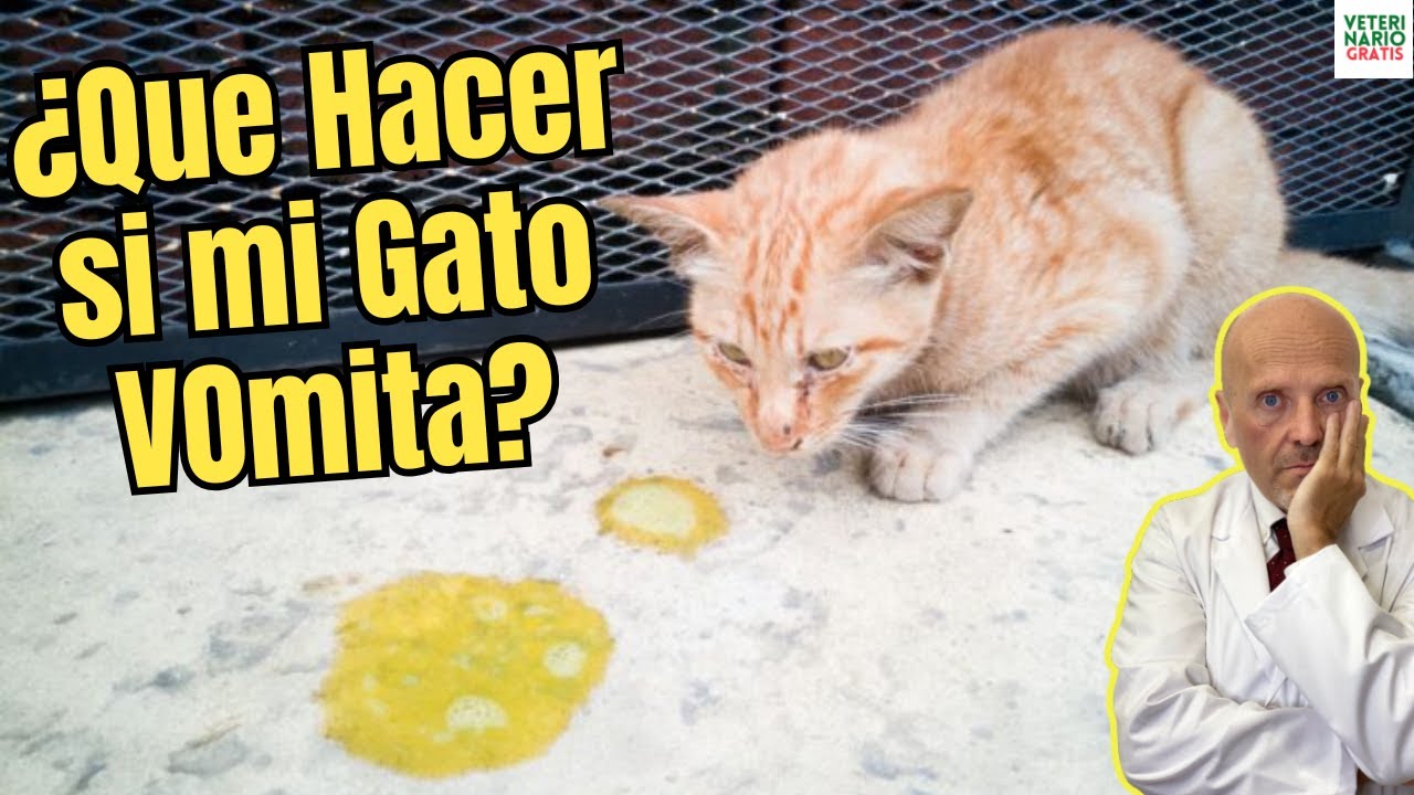🆘 ¿QUE HACER SI MI GATO VOMITA VARIAS VECES? 🆘
