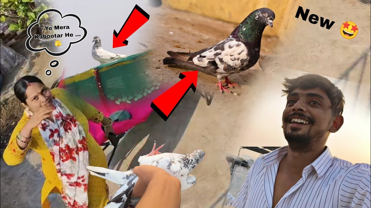 🤷‍♀️ Inka Kabootar 🕊️ Hmare Pss Aagya 😂