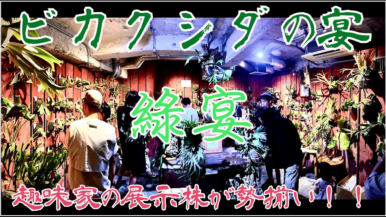 【ビカクイベント】ビカクシダの宴「綠宴」に行ってきた！！！