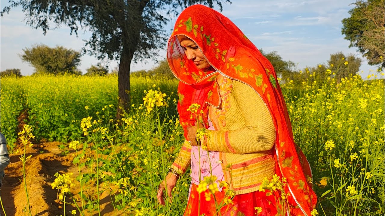 हमारे खेत में पीली सरसों की खेती।। मेरा प्रथम ब्लॉक।। सरसों से संबंधित जानकारी।। रायड़ा।। किसान।।