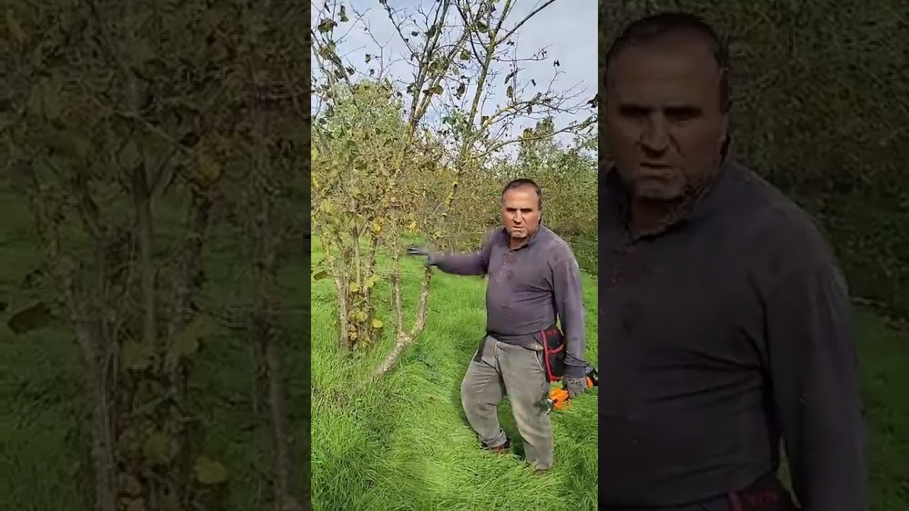 Fındıkta verim düşüklüğü hastalıkları konusunda Özarslan Ziraat Açıklama Bunudu 