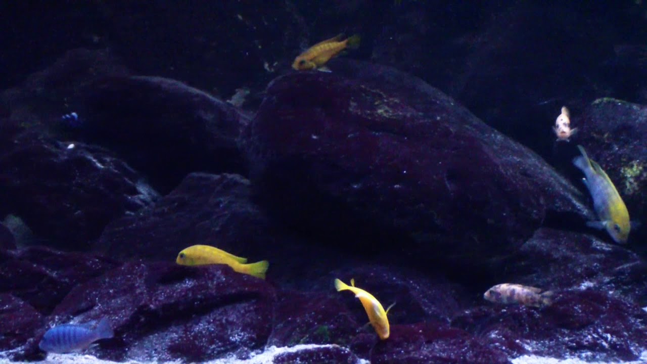 1200 liters Malawi mbuna tank a year later