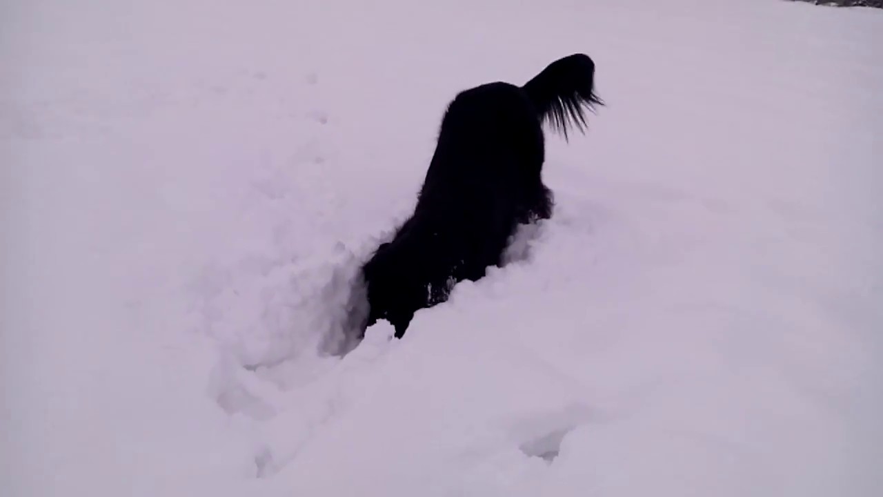 The Dog and snow 1