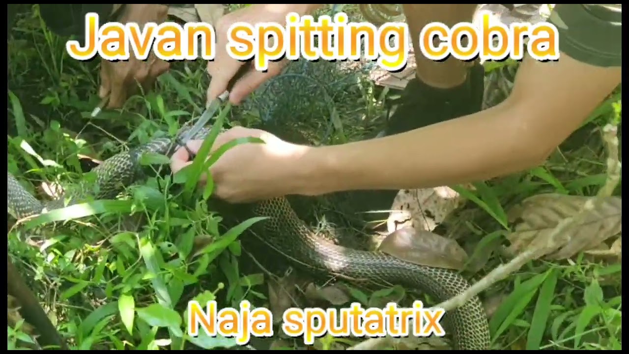 Rescue of Javan spitting cobra by Miller Wilson