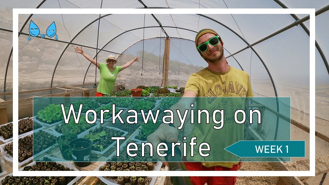 Starting new life on Tenerife through Workaway